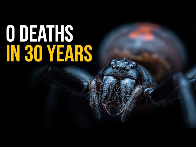 This Spider Is Safer Than Your Stairs