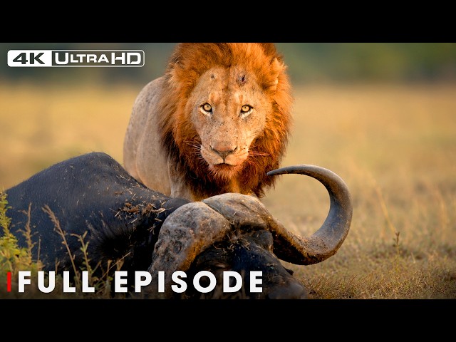 Lion's Deadliest | Nature's Most Impressive Predators | FULL EPISODE | Wildlife Documentary