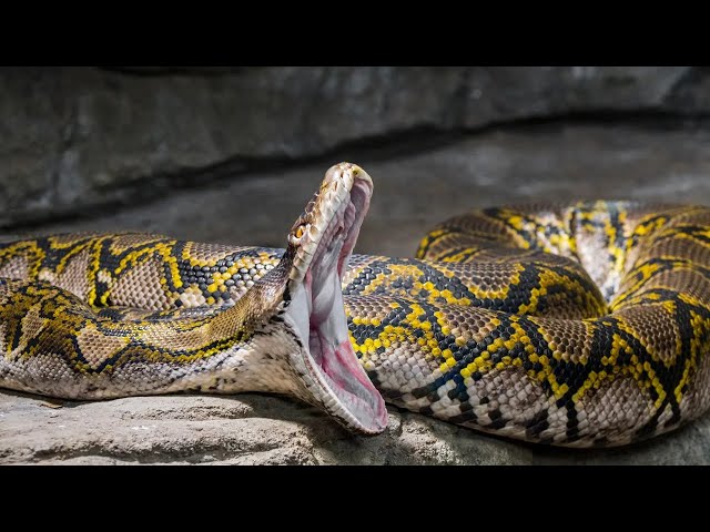 Meet The World's Longest Snake ! - The Reticulated Python