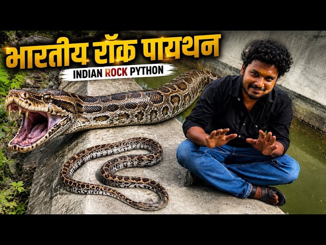 Thrilling Rescue of a 4-5 Foot Indian Python 🐍 | Indian Python Rescue & Safe Release | Rajasthan