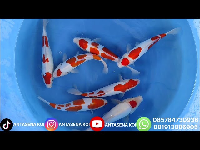 HIGH-QUALITY KOHAKU SANKE DOITSU KOI PACKAGES AT AN AFFORDABLE PRICE, BOSS‼️ 🔥
