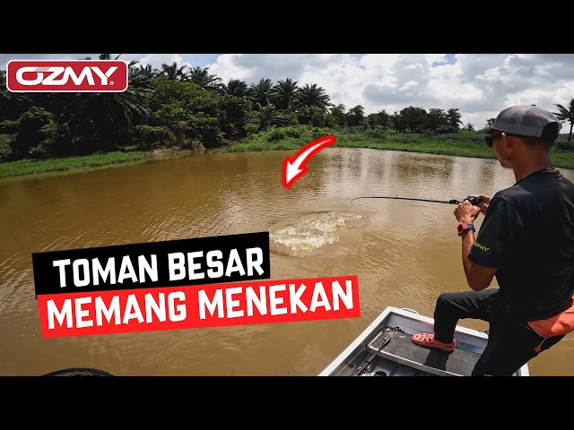 TOMAN 12KG TEKAN SAMPAI GIGIL LUTUT