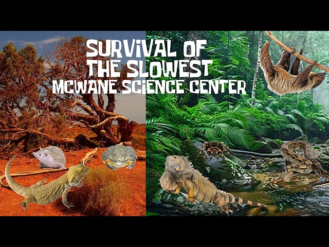 Uncaged Zoo Tours: Survival of the Slowest at the McWane Science Center ft. SLOTH #subscribe