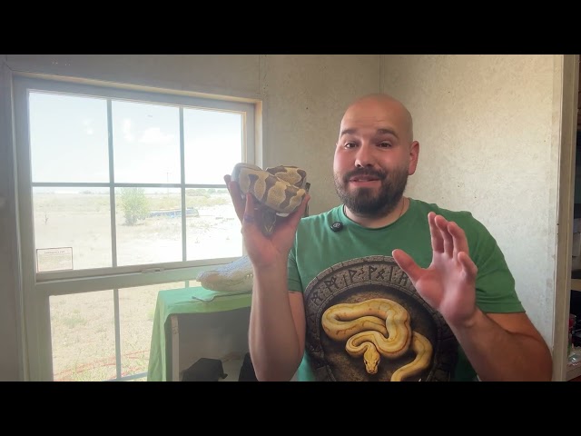 Meeting some of our Snakes