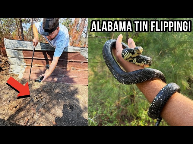 Flipping Tin in Alabama But Every Stack Has Snakes! Peak Spring Snake Hunting