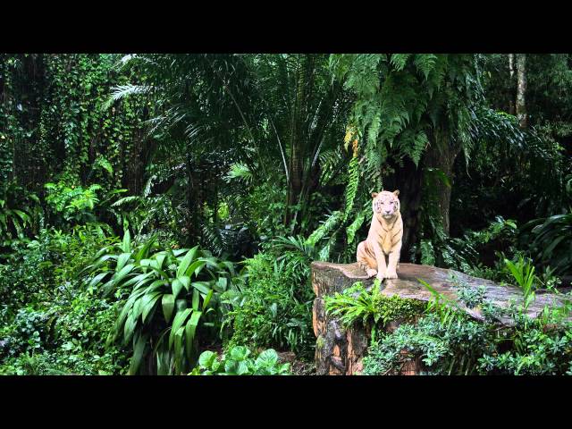 Jaytech - Pepe's Garden (Original Mix) [HD]