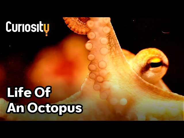 The Fascinating Life Of An Octopus | Bright Now