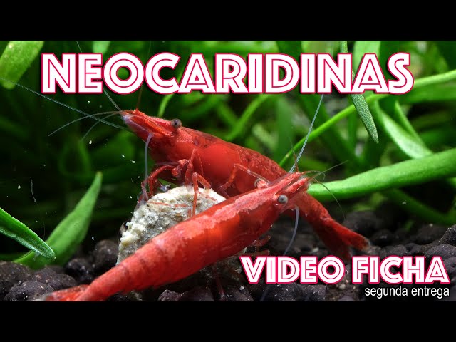 Neocaridina shrimp 🦐 Everything you need to know to make your shrimp tank a success! 👍 SECOND INS...