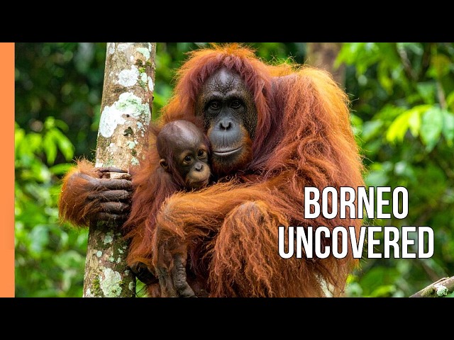 Borneo’s Hidden Rainforest Secrets – Incredible Wildlife & Untouched Nature | Full Documentary