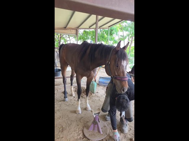 REAL Mountain Top Horse Ranch LIVE