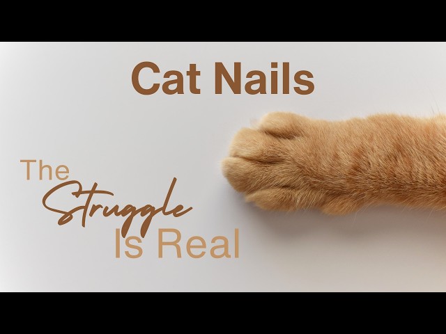 Cat Nail Care: Tips & Common Nail Problems