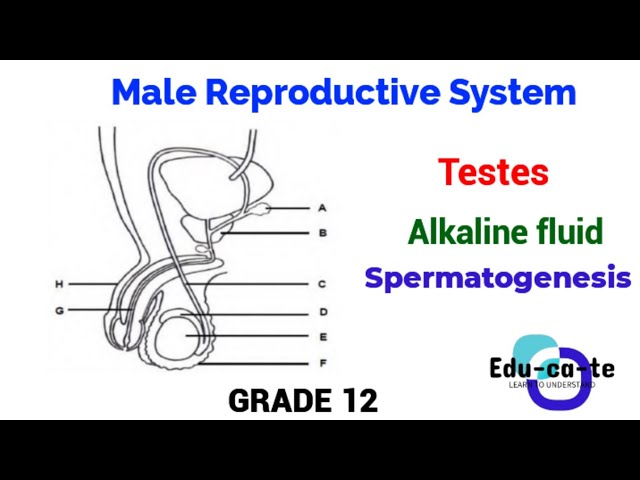 Male Reproductive System - grade 12 Life Sciences