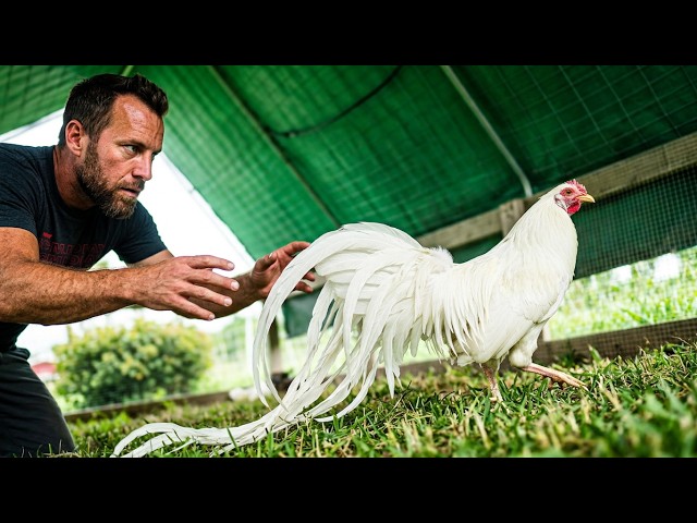Our FANCY Chickens Move to the Aviary