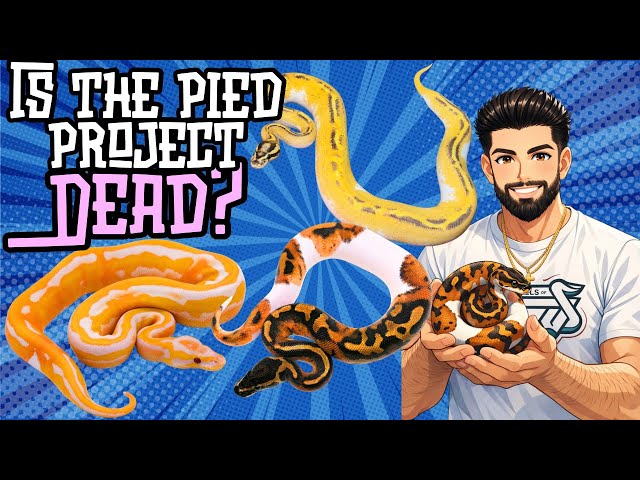 Is the Piebald Project DEAD!? The Truth About Piebald Ball Pythons! 