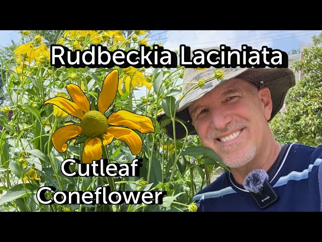 Rudbeckia Laciniata | Cutleaf Coneflower | Facts and Information 
