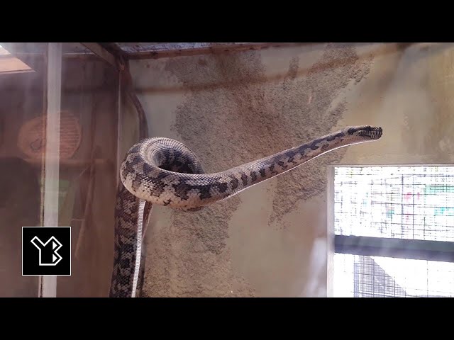 Diamond Python Climbing High on a Branch at Dehiwala Zoo, Sri Lanka