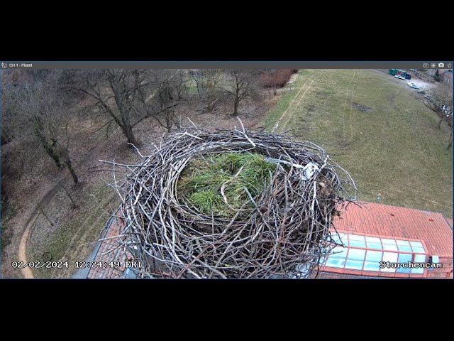 Storchencam - Großbeeren