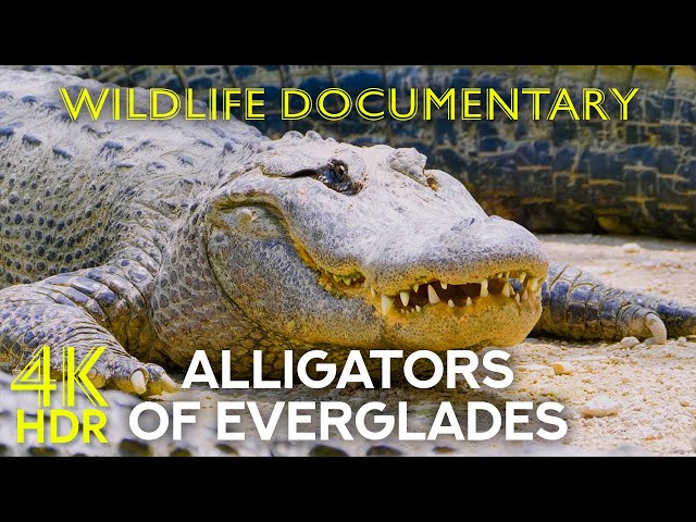 Alligators and Other Inhabitants of Everglades National Park, Florida - Animal Documentary 4K HDR