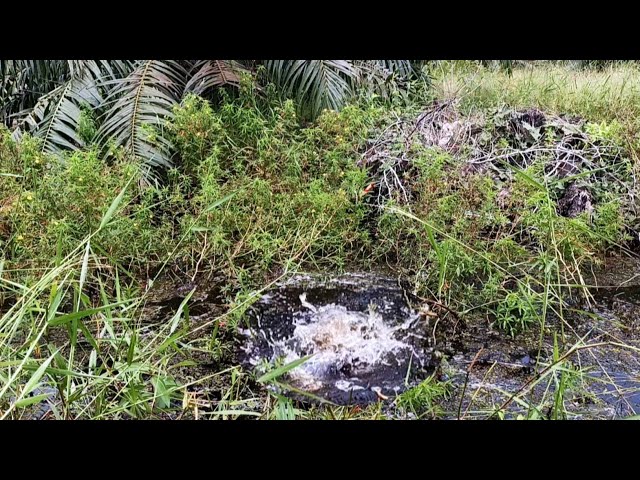 This swamp is a gathering place for ancient fish #wildfishing