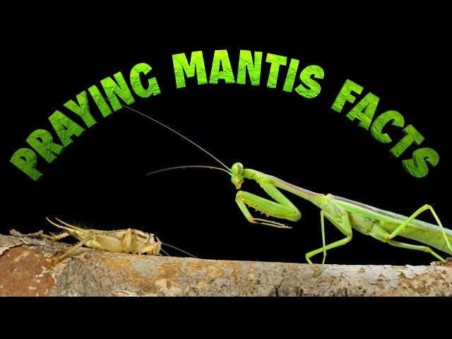 Praying Mantis Facts