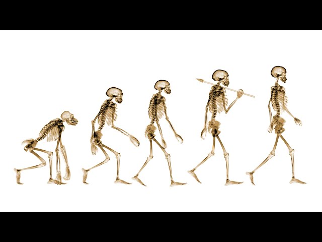 Did You Know: Why Don't Humans Have Tails? | Encyclopaedia Britannica
