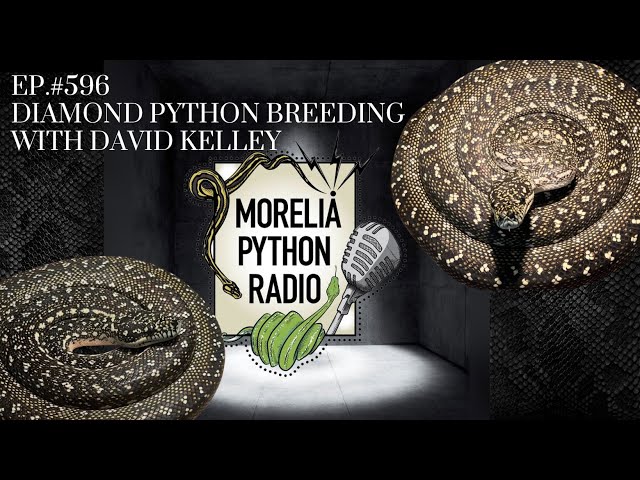 Breeding Diamond Pythons w/David Kelley