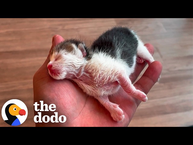 Man Saves Tiny Kitten With Starbucks Cup | The Dodo
