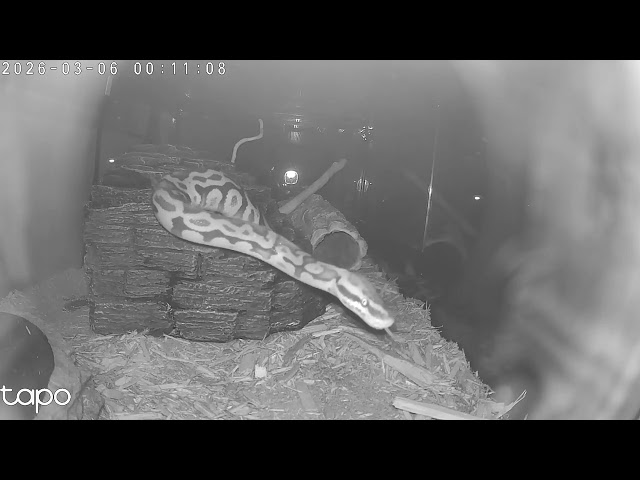 William Snakespear Yawning