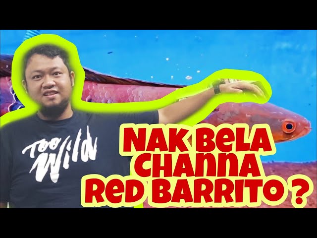 Channa Marulioides Red Barrito : Episod 1 | Pengenalan Toman Bunga Berwarna Merah
