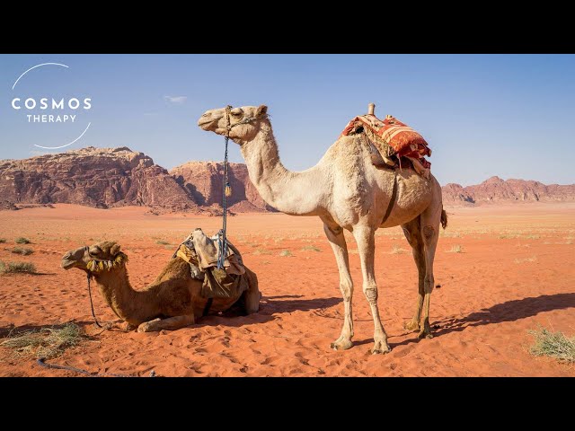 El mundo de los camellos | Un cortometraje documental | Vida salvaje | Documental sobre animales