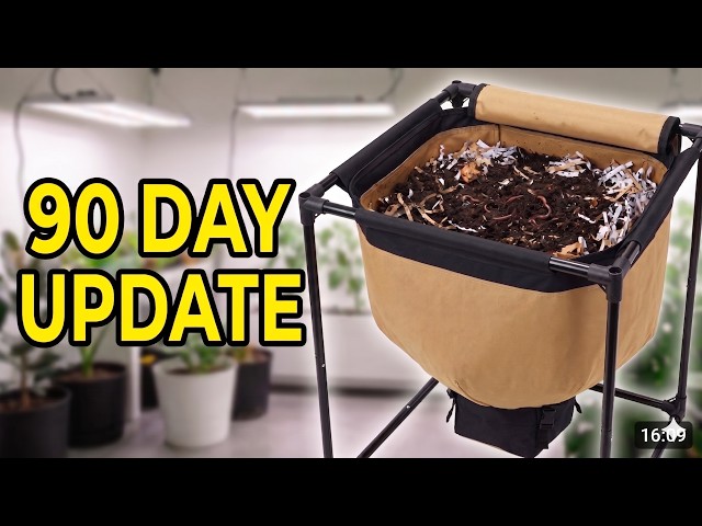 Urban Worm Bag Update: Population Boom? & System Health