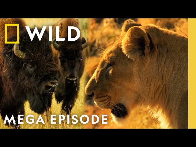 Animal Fight Night: Predator vs. Prey | MEGA Episode | Nat Geo Animals