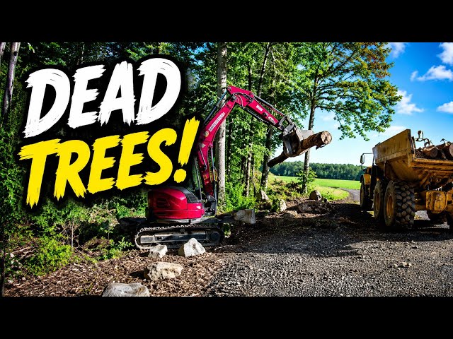 Trees Are Dying And Need To Be Removed