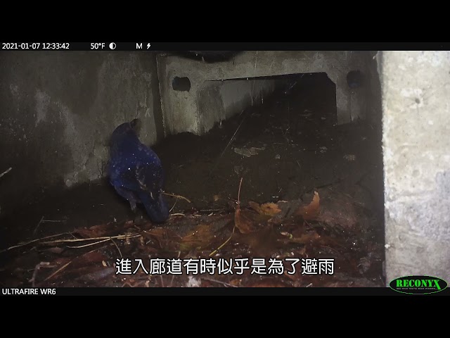 陽明山國家公園生態廊道系列 動物的二三事【紫嘯鶇】