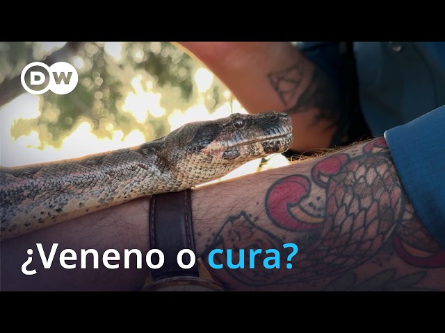 Snake toxins in Mexico reveal unexpected potential