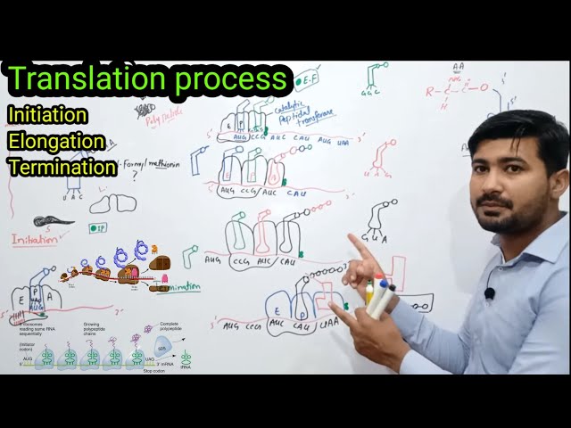 Translation class 12 Biology | Protein synthesis class 12 in urdu | Translation in prokaryotes