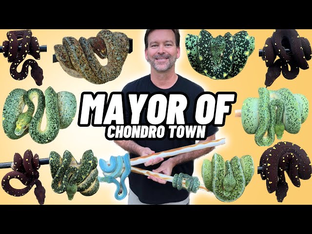 RARE Melanistic Green tree pythons| The MOST EPIC Reptile Room Tour in the world| Bill Stegall