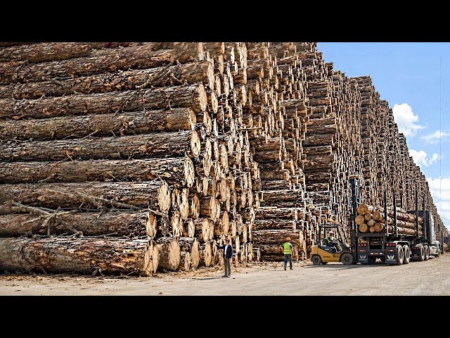 Inside America's Largest Wood Processing Factories | How 4,000 Logs Become Lumber & Plywood