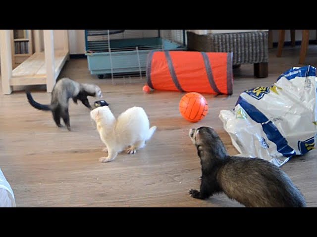 ferret playtime!