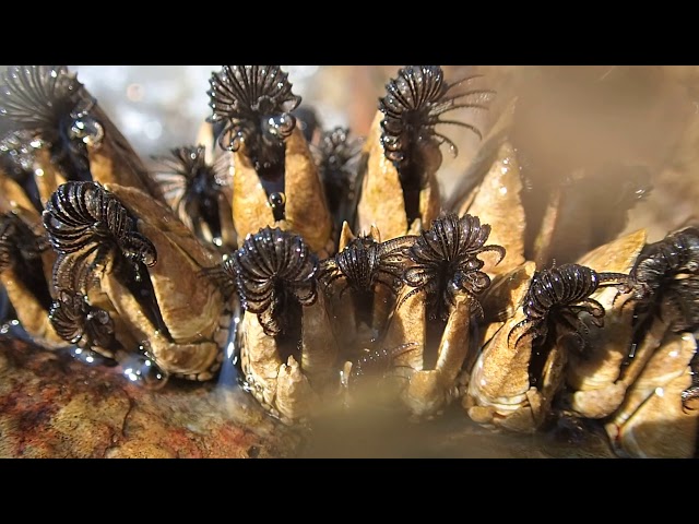波打ち際でエサを採るカメノテ　Goose barnacles feeding