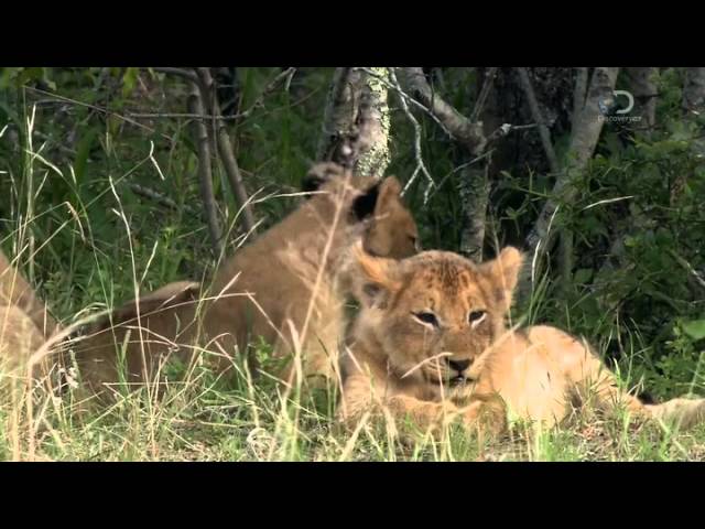 Discovery Channel Brothers In Blood The Lions Of Sabi Sand HDTV x264 CBFM