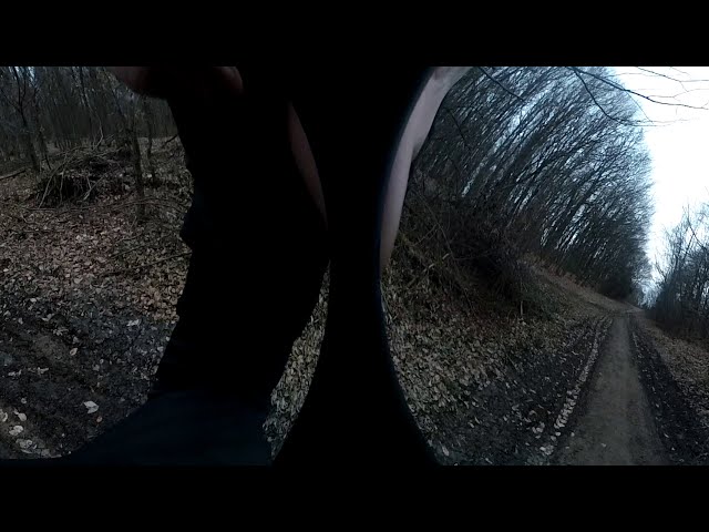 Transylvania ChowChow ignoring strangers in the forest