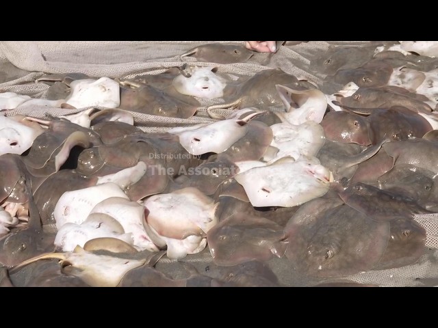 Hundreds of stingrays inundate California beach ahead of expected El Niño surge