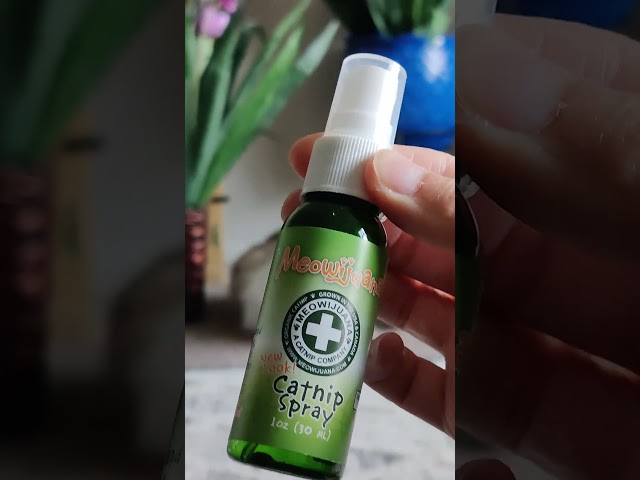 catnip spray results 🫠