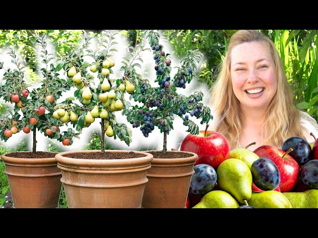 How To Grow Fruit Trees In Containers - Make A Mini Orchard In Pots