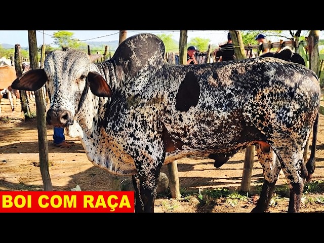 ALTINHO-PE CATTLE FAIR 09/05/2026 #northeast