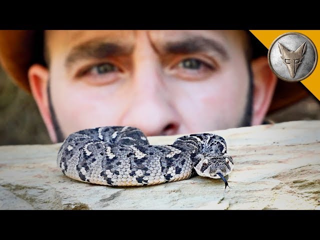 Deadly Puff Adder!