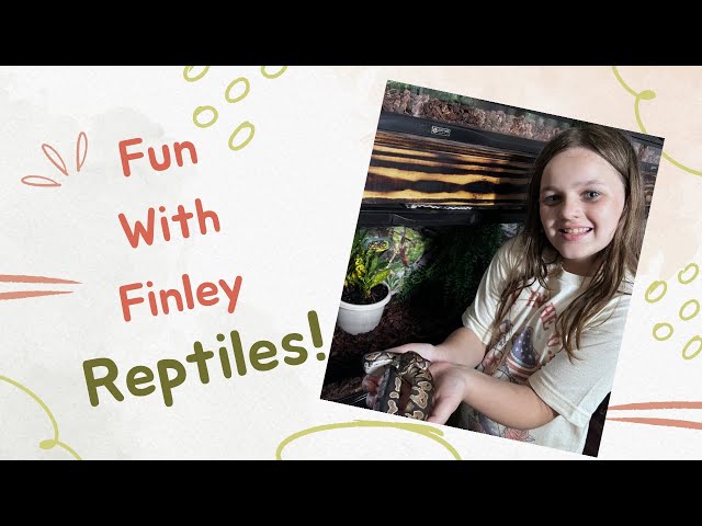 Fun introducing my pet Reptiles! 🐍🐢🦎