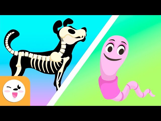 Los animales vertebrados e invertebrados para niños - Vídeos educativos para niños