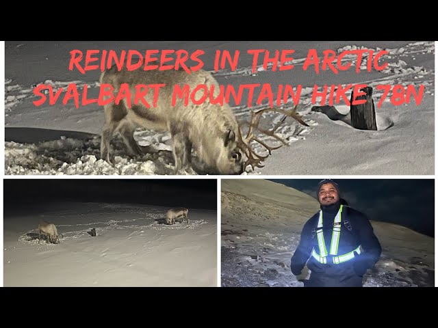 “Hiking in Svalbard 🏔️ | Wild Reindeer & Frozen Trails of Svalbard..